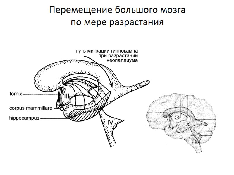 Перемещение большого мозга  по мере разрастания